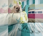 Small #7 French Bulldog