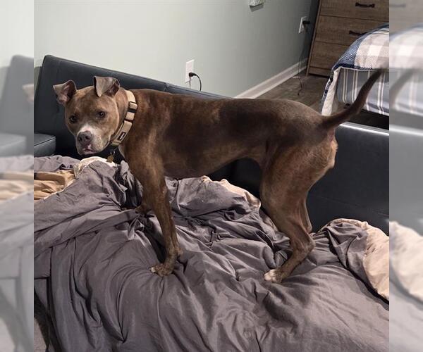 Medium Photo #2 American Pit Bull Terrier-Unknown Mix Puppy For Sale in Louisville, KY, USA
