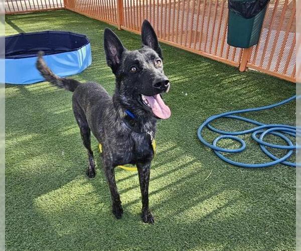 Medium Photo #2 Mutt Puppy For Sale in Las Vegas, NV, USA