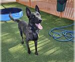 Small Photo #2 Mutt Puppy For Sale in Las Vegas, NV, USA