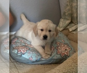 Golden Retriever Puppy for sale in SACRAMENTO, CA, USA