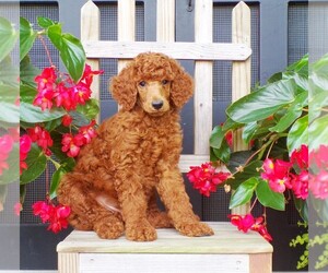 Poodle (Standard) Puppy for Sale in CHRISTIANA, Pennsylvania USA