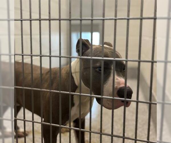 Medium Photo #1 Mutt Puppy For Sale in Houston, TX, USA