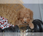Small #2 Cavapoo (Miniature)-Poodle (Toy) Mix