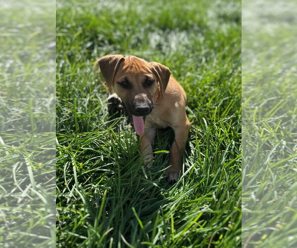 Medium Photo #10 Mutt Puppy For Sale in Sandy, UT, USA