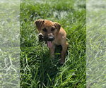 Small #9 Mutt