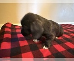 Puppy Puppy 2 Schweenie