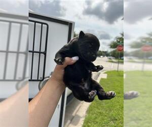 German Shepherd Dog Dogs for adoption in Houston, TX, USA