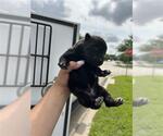 Small German Shepherd Dog