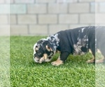 Small Photo #28 English Bulldog Puppy For Sale in PORTOLA VALLEY, CA, USA
