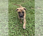 Small #11 American Pit Bull Terrier Mix
