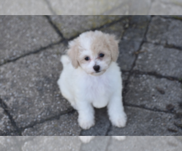 Medium Photo #3 Bichpoo Puppy For Sale in ELDORADO, OH, USA