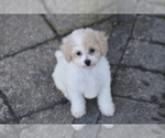 Bunny - Female Bichpoo Puppy for Sale - Photo #3