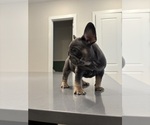 Small #4 French Bulldog
