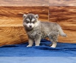 Small #2 Pomsky