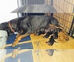 Small Photo #30 Rottweiler Puppy For Sale in RIEGELWOOD, NC, USA
