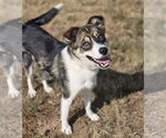 Small #2 Border Collie Mix