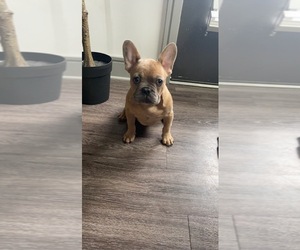 French Bulldog Puppy for sale in ATLANTA, GA, USA