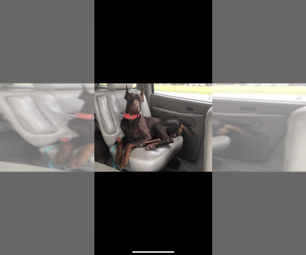 Medium Photo #12 Doberman Pinscher Puppy For Sale in LIVINGSTON, LA, USA