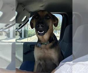 German Shepherd Dog Dogs for adoption in San Antonio, TX, USA
