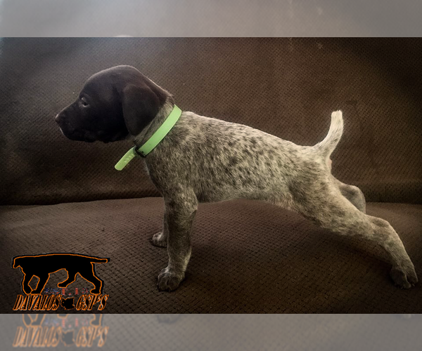 Medium Photo #1 German Shorthaired Pointer Puppy For Sale in MORENO VALLEY, CA, USA