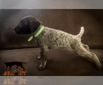 Small Photo #1 German Shorthaired Pointer Puppy For Sale in MORENO VALLEY, CA, USA