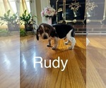 Puppy Rudy Beagle