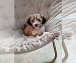 Puppy Annabelle Tibetan Terrier