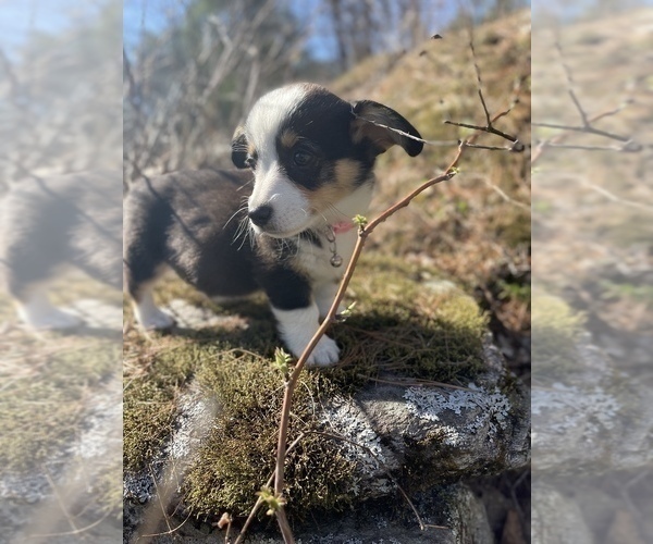 Medium Photo #5 Pembroke Welsh Corgi Puppy For Sale in PERKINSVILLE, VT, USA