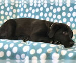 Small #16 German Shepherd Dog Mix