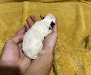 Boxer Puppy for sale in KENNEWICK, WA, USA