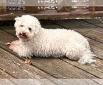 Small #5 Bichon Frise