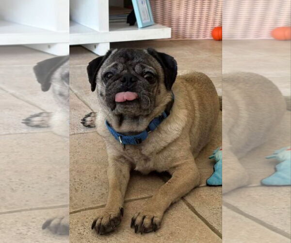 Medium Photo #1 Pug-Unknown Mix Puppy For Sale in Woodbury, NY, USA