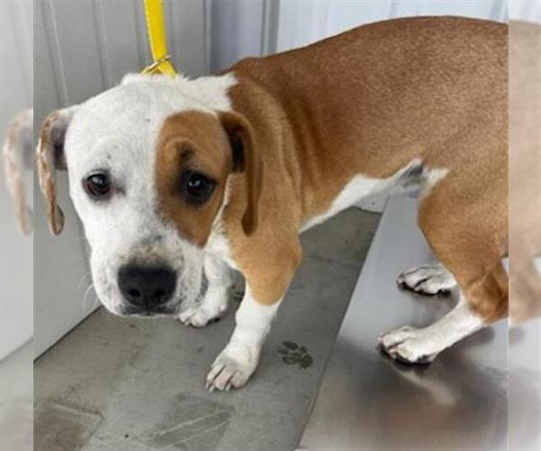 Medium Photo #1 Labrador Retriever Puppy For Sale in Bakersfield, CA, USA