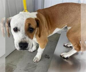 Labrador Retriever Dogs for adoption in Bakersfield, CA, USA