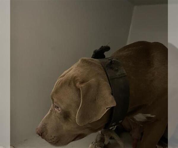 Medium Photo #1 American Pit Bull Terrier Puppy For Sale in Houston, TX, USA