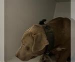 Small American Pit Bull Terrier