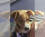 Small #1 Chihuahua Mix