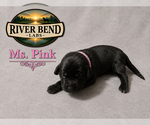 Puppy 3 Labrador Retriever