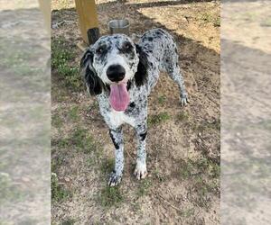 MARBLE - Male Poodle (Standard)-Unknown Mix Dog for Adoption - Photo #2