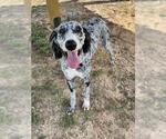 Small Photo #2 Poodle (Standard)-Unknown Mix Puppy For Sale in Augusta, GA, USA