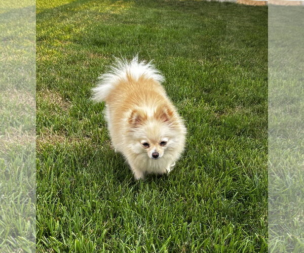 Medium Photo #3 Pomeranian Puppy For Sale in Sheboygan, WI, USA