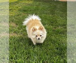 Small #2 Pomeranian