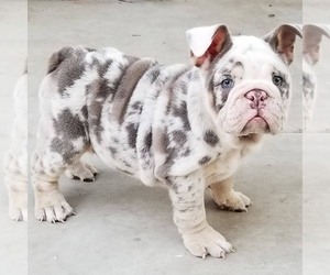 Bulldog Puppy for sale in Ottawa, Ontario, Canada