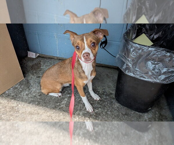 Medium Photo #3 Chihuahua Puppy For Sale in Evansville, IN, USA