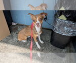 Small #2 Chihuahua