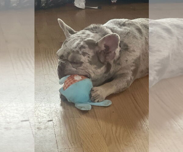 Medium Photo #2 French Bulldog-Unknown Mix Puppy For Sale in Plymouth, MN, USA
