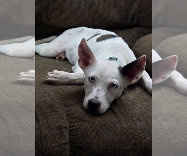 Medium Photo #2 Mutt Puppy For Sale in New London, WI, USA