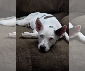 Ruthie - Female Mutt Dog for Adoption - Photo #2