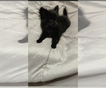 Puppy Jupiter Pomeranian